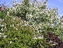 Amelanchier lamarckii